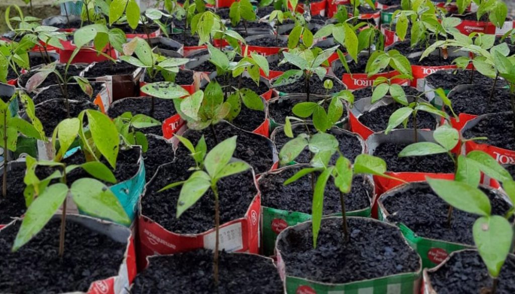 WEG donates 4000 native tree seedlings