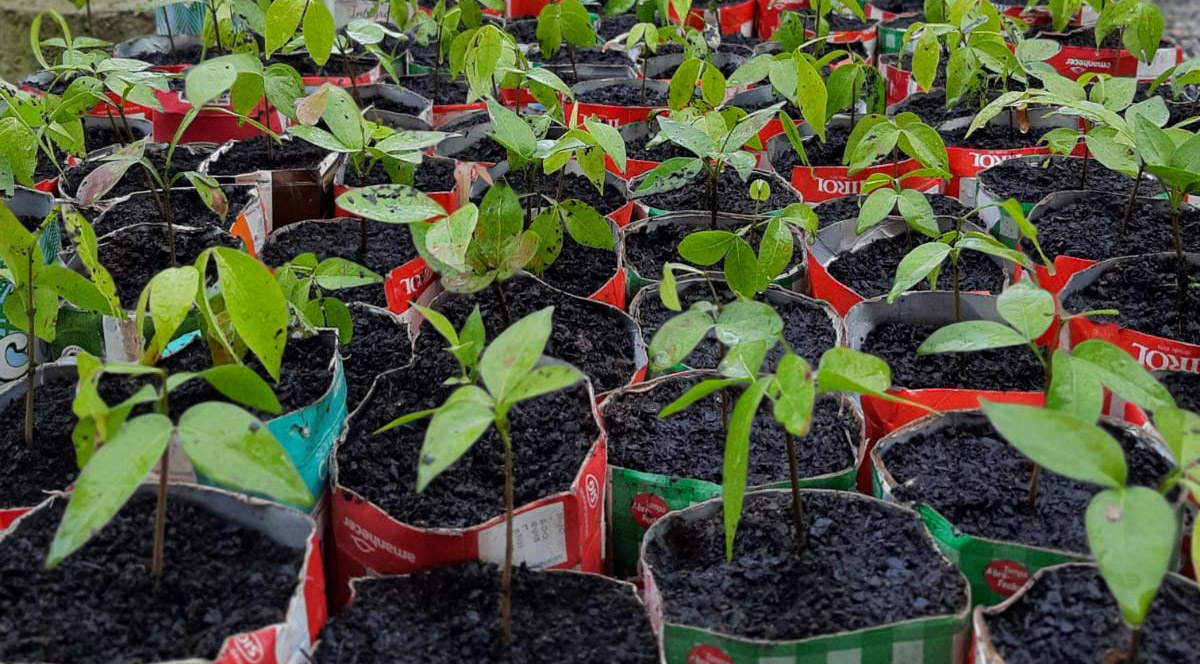 WEG donates 4000 native tree seedlings